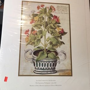 2 Vintage Flower Lithographs Apple Graphics VT